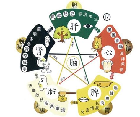 肝屬木|《中醫詞典》解釋「肝木」的意思